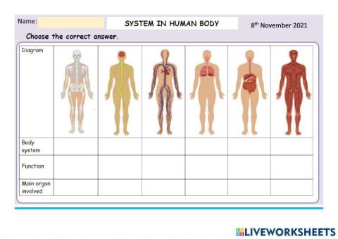The Human Body Systems