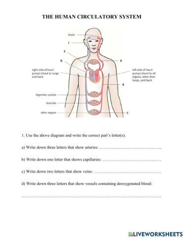Cambridge science 8: The human circulatory system
