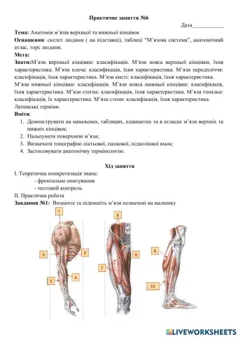 Анатомія м'язів