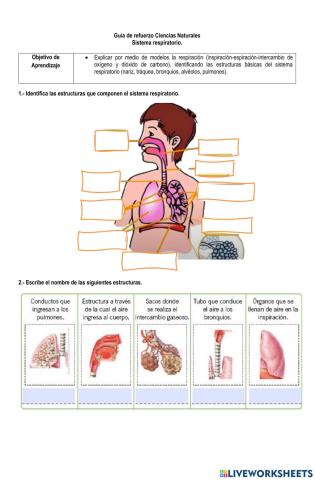 Sistema respiratorio