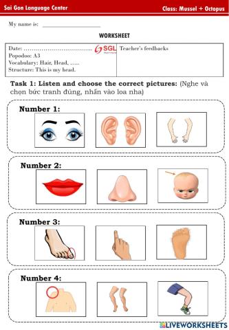 Popodoo A3 Mussel + Octopus