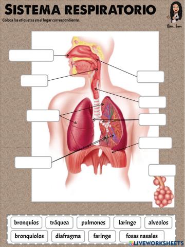 Sistema respiratorio