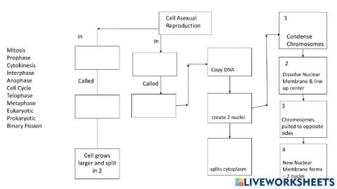 Cell Asexual Reproduction Flowchart