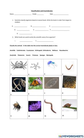 Classification and Invertebrates