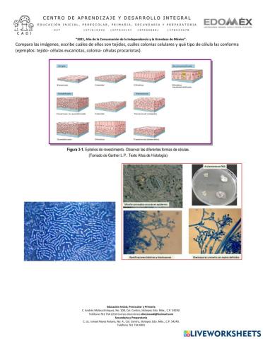 Diferencia entre tejidos y colonias celulares