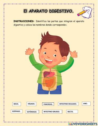 Aparato Digestivo
