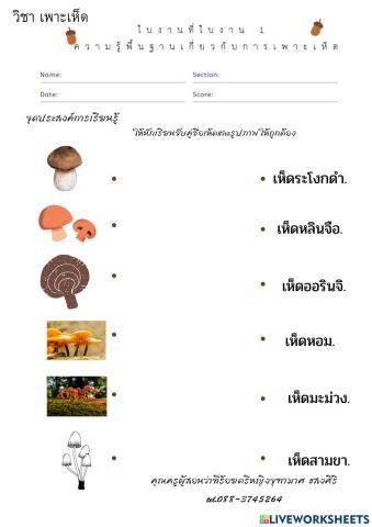 เพาะเห็ด