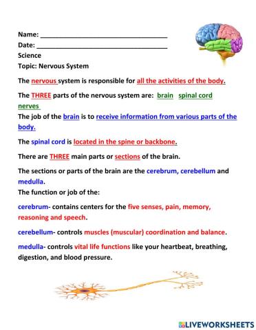 THe Nervous System - Note Taking