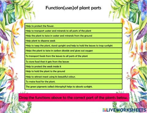 Function parts of a plant