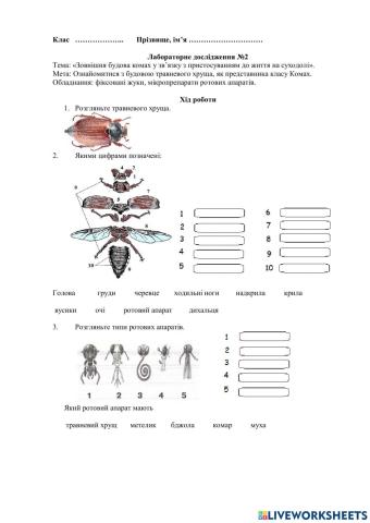 Лабораторне дослідження №2 -Зовнішня будова комах-.