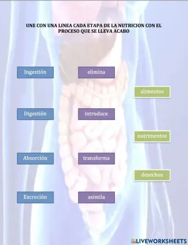 Etapas de la nutrición