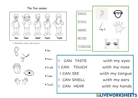 5 senses