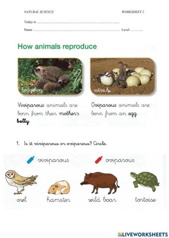 How animals reproduce