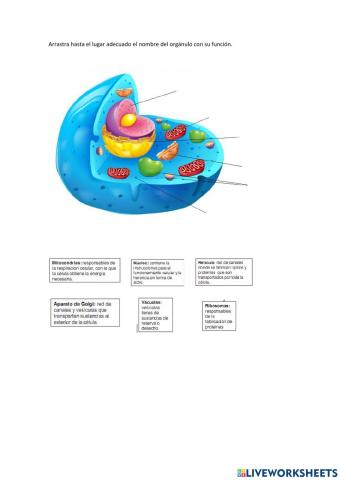 Orgánulos y funciones