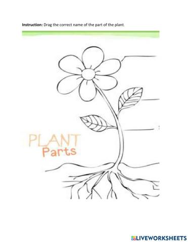 The plants