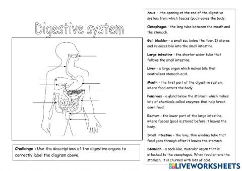 Digestive system