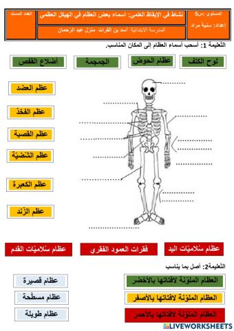 الهيكل العظمي -أنواع العظام