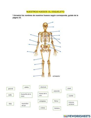Huesos de nuestro cuerpo