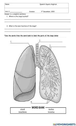 The Human Lungs- Wed-Dec-1