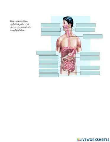 Điền chú thích các cơ quan trong hệ tiêu hóa