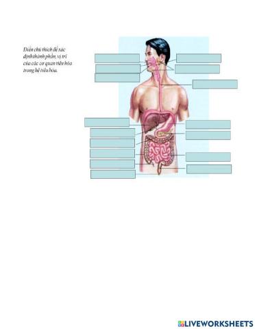 Điền chú thích các cơ quan trong hệ tiêu hóa