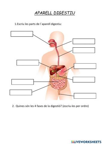 Aparell digestiu i fases de la digestió