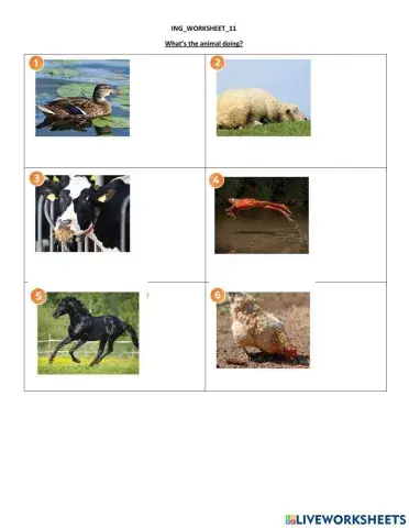 What are the animals doing?