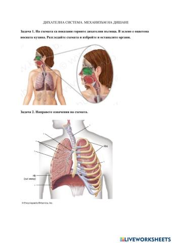 Дихателна система. Механизъм на дишане