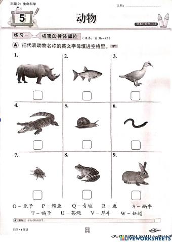 一年级科学：动物