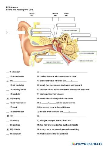 Sound and Hearing Quiz