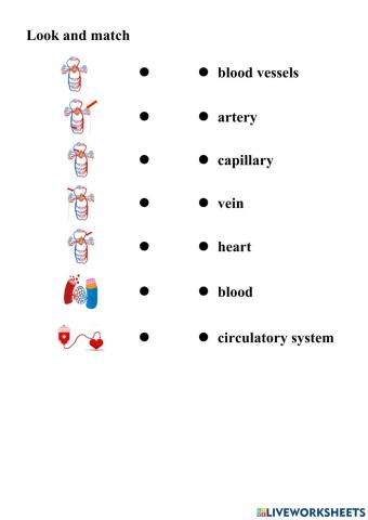 Circulatory system