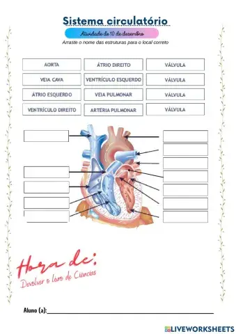 As divisões do coração