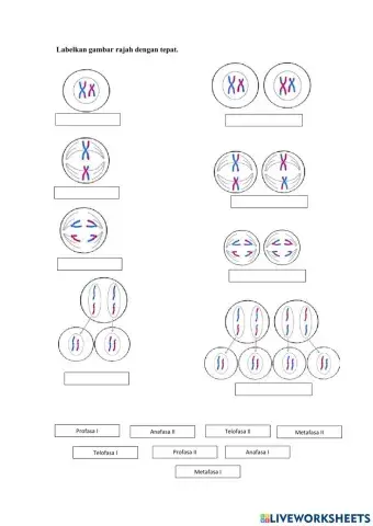 Meiosis
