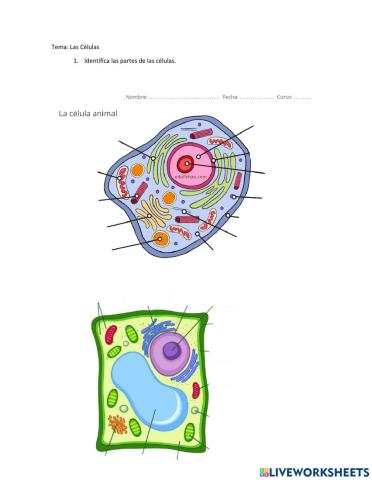 Las partes de la Células