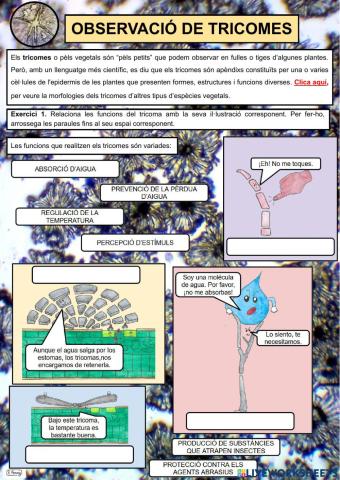 Pràctica de laboratori: Observació de tricomes
