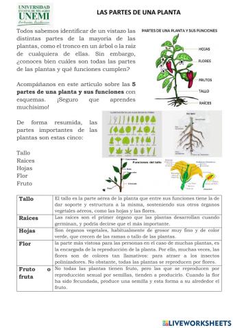 Las partes de una planta