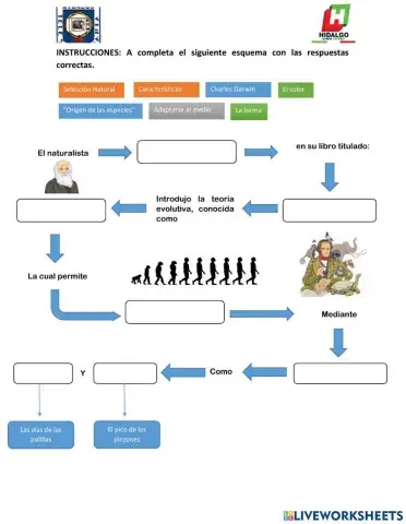 Esquema: selección natural