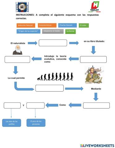 Esquema: selección natural