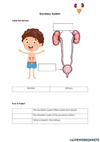 Excretory System