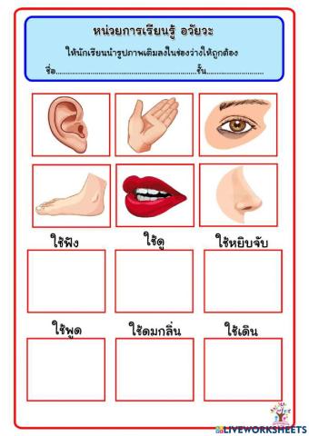 แบบฝึกอวัยวะกับหน้าที่
