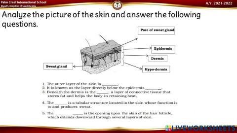 The Integumentary System