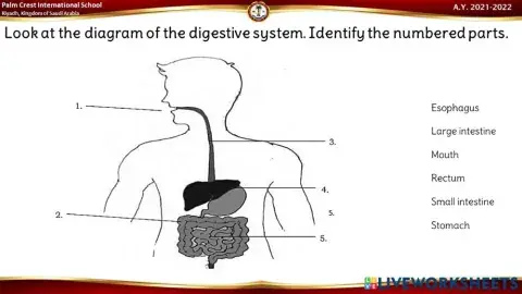 Parts of the Digestive System