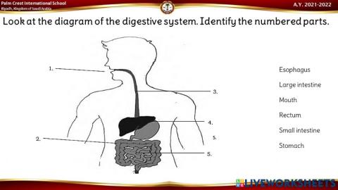 Parts of the Digestive System
