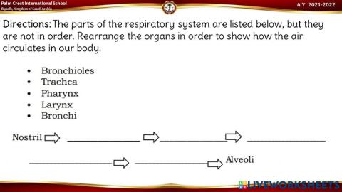 Respiratory system