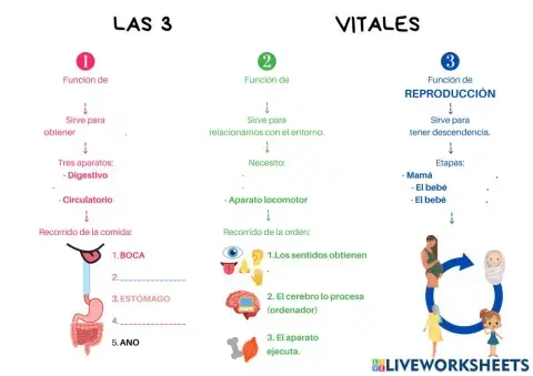 Las tres funciones vitales