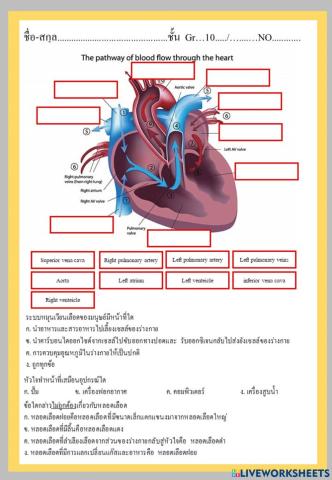 แบบฝึกหัดระบบไหลเวียนเลือด