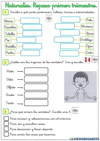 Repaso primer trimestre Naturales