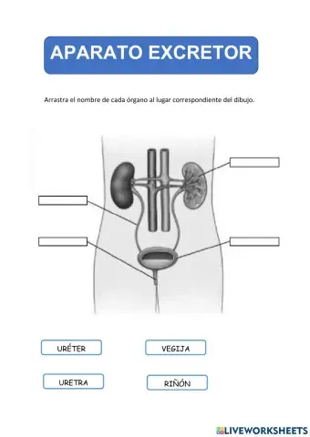 Partes del aparato excretor