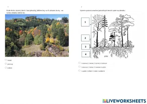 PŘ4-ekosystém LES (rostliny, houby)