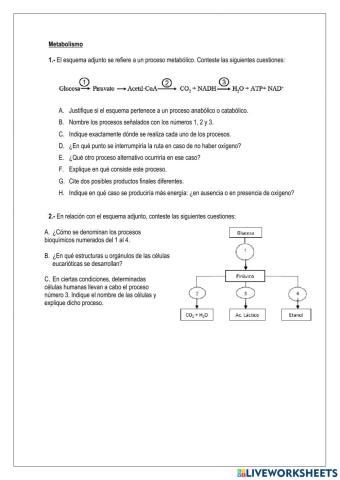 Metabolismo 1